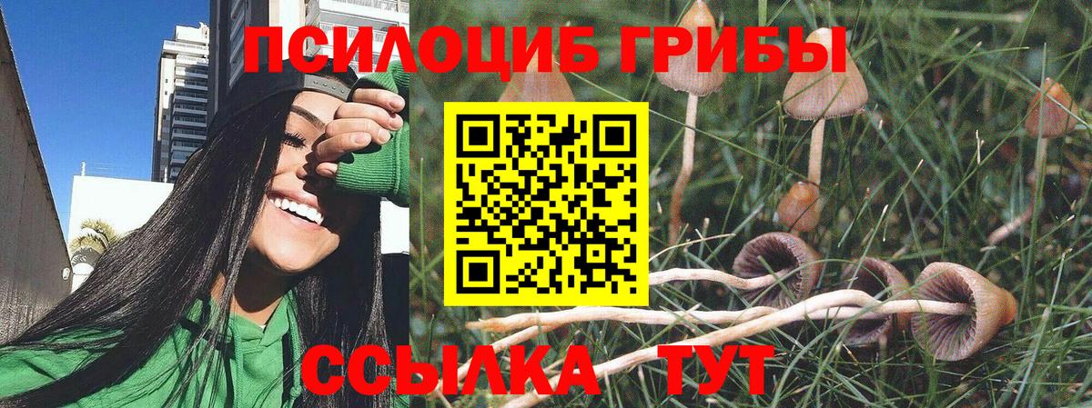 Элиста  Псилоцибиновые грибы Psilocybe  Вход с VPN  Псилоцибиновые грибы GOLDEN TEACHER 